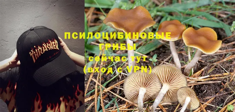 МЕГА ссылка  Сатка  Галлюциногенные грибы Cubensis 